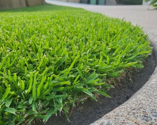 Residential landscaping in Surry Hills